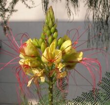 caesalpinia gebraucht kaufen  Calw