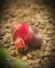 Red ramshorn snails for sale  BIRMINGHAM