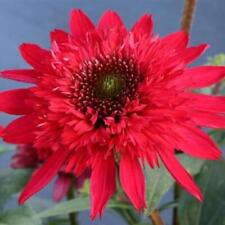 Echinacea sunny days for sale  UK