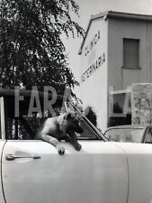 Vintage animali cani usato  Roma