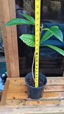 Loquat tree starter for sale  New Port Richey