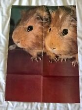Guinea pigs large for sale  UK