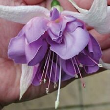 Giant trailing fuchsia for sale  BELLSHILL