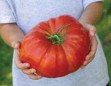 SEMI POMODORO GIGANTE - FRUTTI DI OLTRE 3KG, 50-1000 semi + OMAGGIO GRATIS comprar usado  Enviando para Brazil