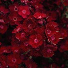 Dianthus rocking red for sale  IPSWICH