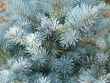 Colorado blue spruce for sale  Allentown