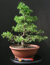 bonsai gebraucht kaufen  Wandlitz
