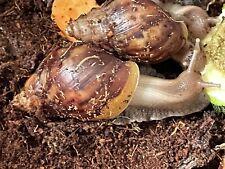 Beautiful Healthy Fulica Land snails for sale  BRISTOL