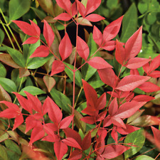 Nandina domestica obsessed for sale  UK