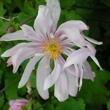 Herbstanemone anemone japonica gebraucht kaufen  Mittelfeld