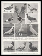 1927 colombophilie pigeons d'occasion  Villeneuve-l'Archevêque