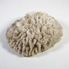 Vintage brain coral for sale  LEIGHTON BUZZARD
