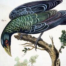 1760 billed ani for sale  NORWICH
