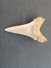 Fossil shark tooth d'occasion  Valence