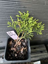arborvitae plant for sale  Martin