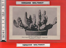 Used, Otto Stoye: Corrugated Opuntia S.-D. [BL0135]  for sale  Shipping to South Africa
