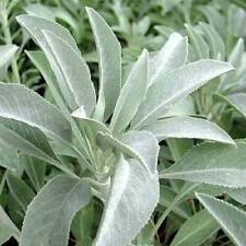 Salvia apiana rara for sale  Shipping to Ireland