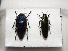 Insekten käfer buprestidae gebraucht kaufen  Pliezhausen
