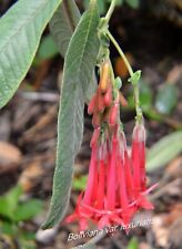 Fuchsien boliviana var gebraucht kaufen  Naila