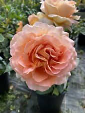 Shrub bush rose for sale  MARCH