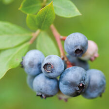 Blueberry fruit shrub for sale  IPSWICH