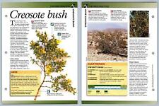 Creosote bush directory for sale  SLEAFORD
