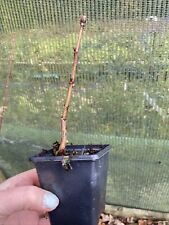 Horse chestnut sapling for sale  SPALDING