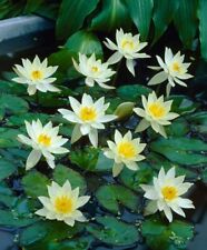 Nymphaea helvola yellow for sale  SKEGNESS