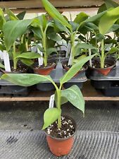 Banana live plant for sale  Mauk
