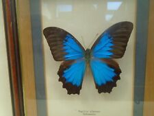 insect display case for sale  NORWICH