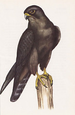 falcon bird for sale  COLNE