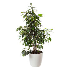 Ficus benjamina exotica for sale  PETERBOROUGH