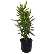 Oleandro nerium oleander usato  Santa Luce