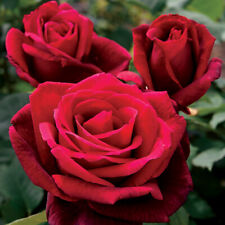 Mr. lincoln rose for sale  Central
