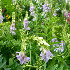 Galega officinalis goats for sale  SOUTHEND-ON-SEA