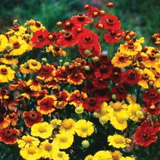 100 autumn sneezeweed for sale  Gate City