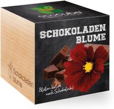 Ecocube schokoladenblume blüt gebraucht kaufen  Kaufbeuren