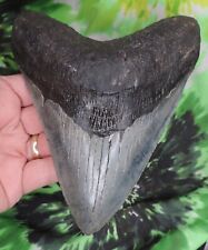 Megalodon sharks tooth for sale  Bloomsburg