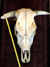 Scottish cow skull for sale  UK