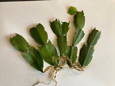 schlumbergera d'occasion  Agen