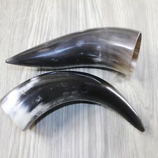 Polished cow horns for sale  Parma