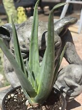 Aloe hercules rare for sale  Phoenix