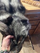 Fox pelt for sale  Piedmont