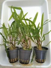 Topf cryptocoryne crispatula gebraucht kaufen  Erle