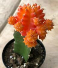 Gyncocaleum Mihanovichii Friedrichii 'Cactus Luna' ""Naranja"", viene en una olla de 2,5 segunda mano  Embacar hacia Argentina