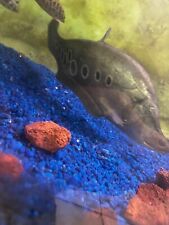 Jumbo clown knifefish for sale  Cookeville