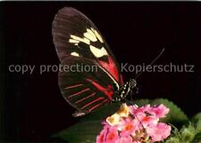 72716038 Butterflies Heliconius Melpomene Papiliorama Tropical Garden Animals for sale  Shipping to South Africa