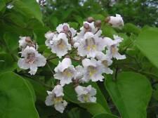 Graines southern catalpa d'occasion  Sabres