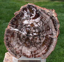 petrified wood for sale  Shipping to Ireland