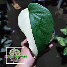 (Real Picture) Syngonium Chiaphense Varigated Halfmoond Free Pithosanitary for sale  Shipping to South Africa